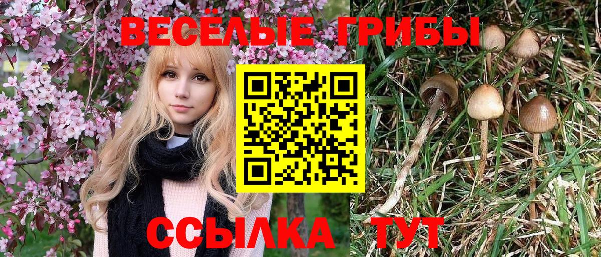 Карачаевск  Галлюциногенные грибы мухоморы  Галлюциногенные грибы Psilocybine cubensis  Вход с VPN 